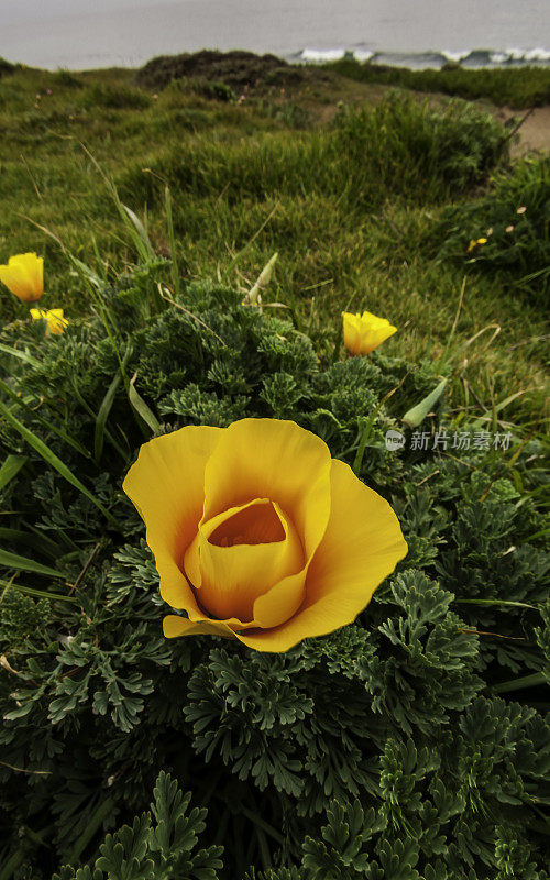 花菱草;Eschscholzia californica;威尔士虚张声势;加州。橙色的花。罂粟科。Fiscalini牧场保护区。花的特写。